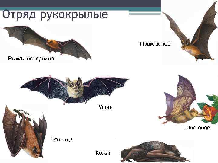 Отряд рукокрылые Подковонос Рыжая вечерница Ушан Листонос Ночница Кожан 