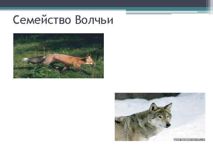 Хищные семейство волчьи. Семейство волчьих распространение. Представители семейства Волков. Отряд Волчьи представители. Хищные млекопитающие семейства волчьих.