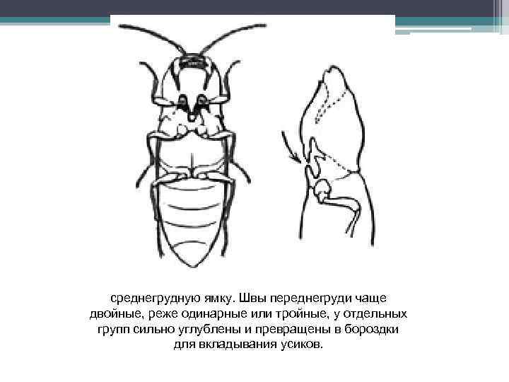 среднегрудную ямку. Швы переднегруди чаще двойные, реже одинарные или тройные, у отдельных групп сильно