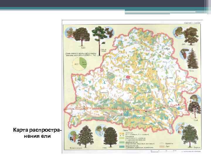 Карта распространения ели 