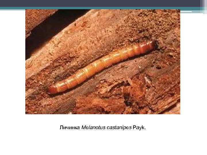 Личинка Melanotus castanipes Payk. 