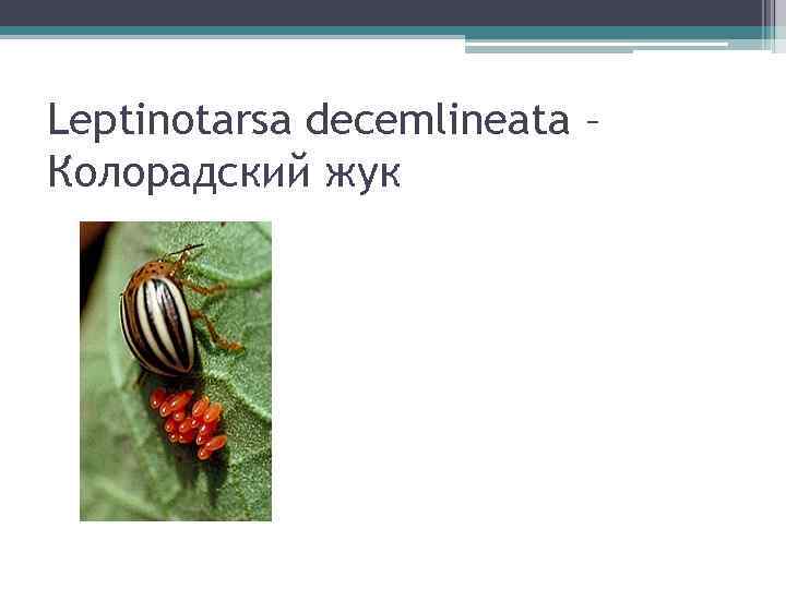 Leptinotarsa decemlineata – Колорадский жук 