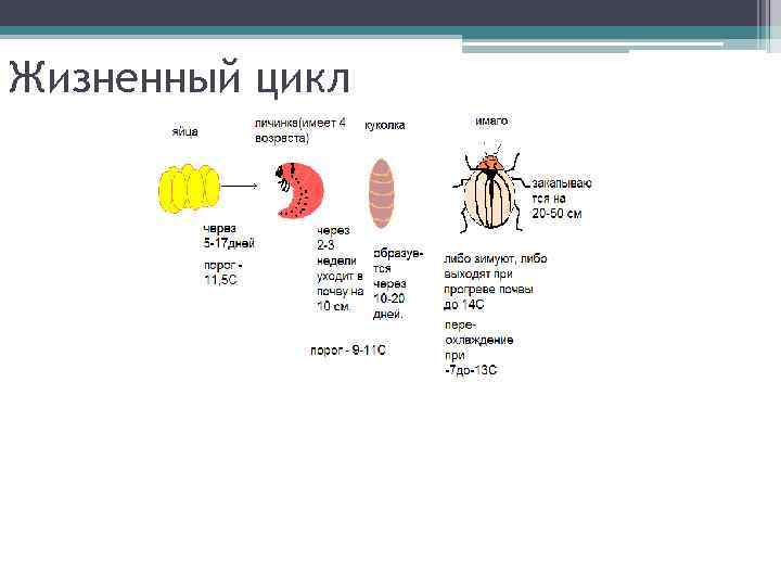 Жизненный цикл 