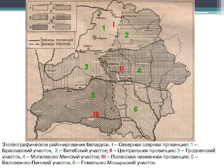 1 I 3 2 II 4 5 III 6 Зоогеографическое районирование Беларуси. I –