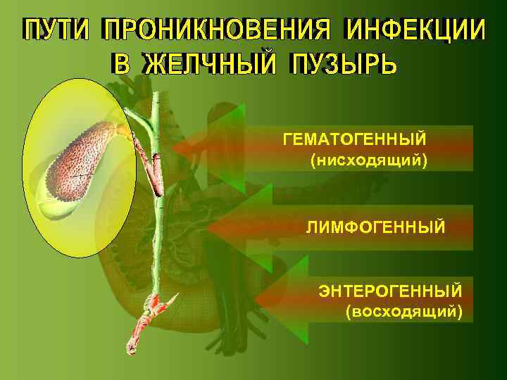 ГЕМАТОГЕННЫЙ (нисходящий) ЛИМФОГЕННЫЙ ЭНТЕРОГЕННЫЙ (восходящий) 