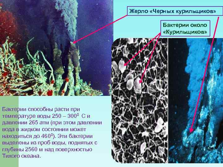 Жерло «Черных курильщиков» Бактерии около «Курильщиков» Бактерии способны расти при температуре воды 250 –