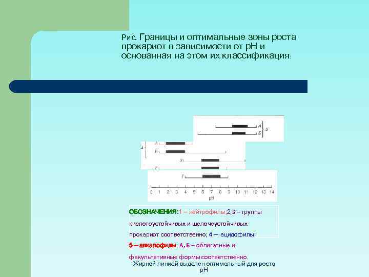 Рис. Границы и оптимальные зоны роста прокариот в зависимости от р. Н и основанная