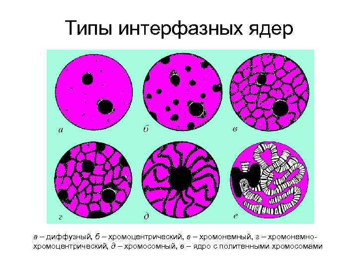 Типы интерфазных ядер а – диффузный, б – хромоцентрический, в – хромонемный, г –