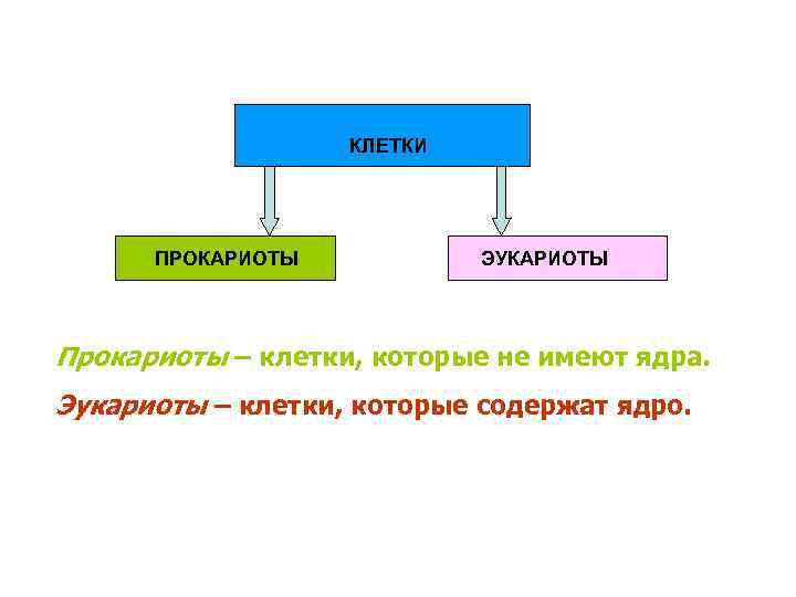 КЛЕТКИ ПРОКАРИОТЫ ЭУКАРИОТЫ Прокариоты – клетки, которые не имеют ядра. Эукариоты – клетки, которые