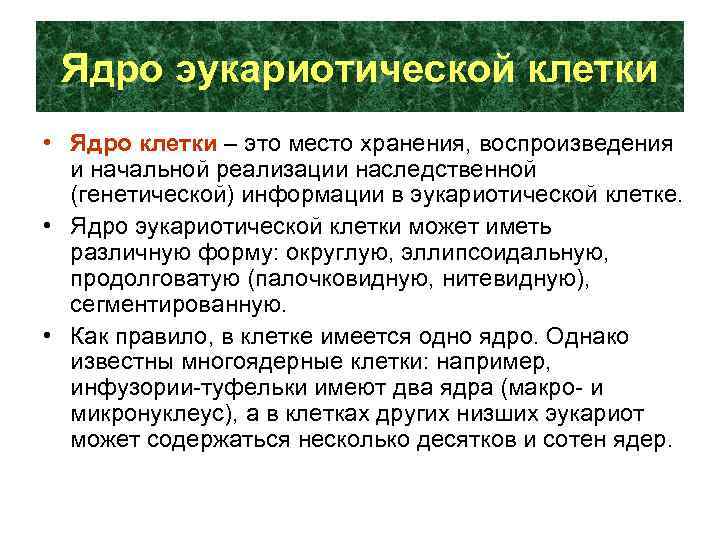 Ядро эукариотической клетки • Ядро клетки – это место хранения, воспроизведения и начальной реализации