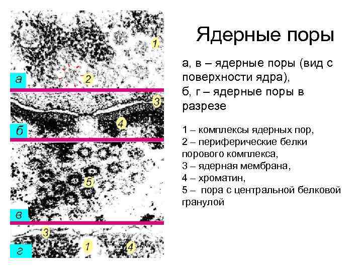 Ядерные поры а, в – ядерные поры (вид с поверхности ядра), б, г –