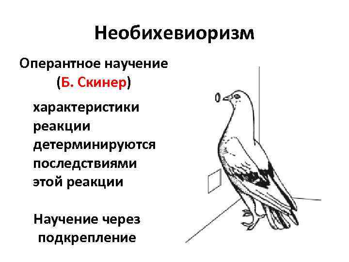 Необихевиоризм Оперантное научение (Б. Скинер) характеристики реакции детерминируются последствиями этой реакции Научение через подкрепление