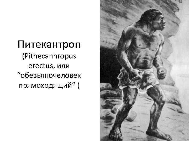 Питекантроп (Pithecanhropus erectus, или “обезьяночеловек прямоходящий” ) 