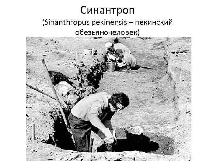 Синантроп (Sinanthropus pekinensis – пекинский обезьяночеловек) 