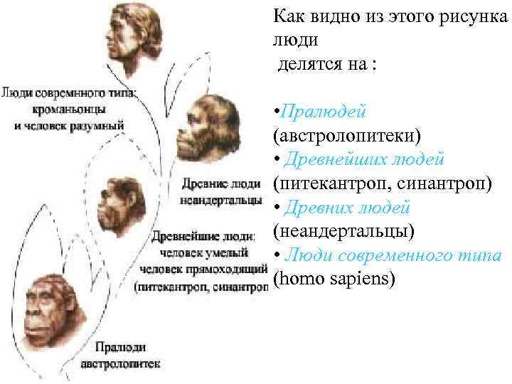 Как видно из этого рисунка люди делятся на : • Пралюдей (австролопитеки) • Древнейших