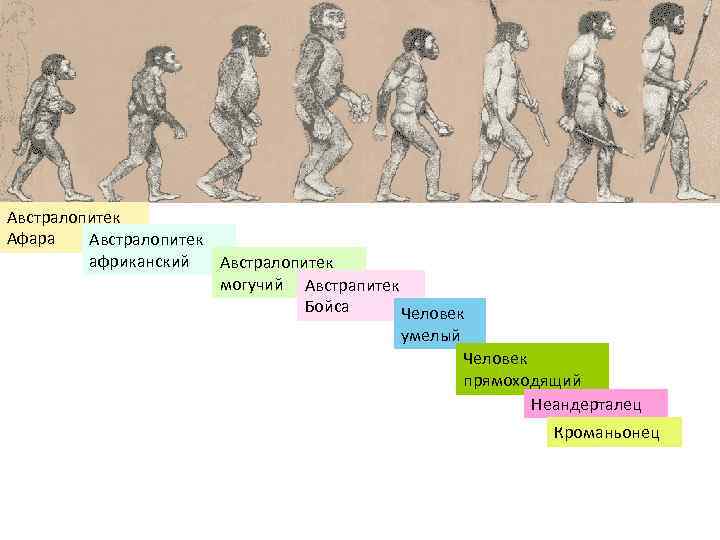 Австралопитек Афара Австралопитек африканский Австралопитек могучий Австрапитек Бойса Человек умелый Человек прямоходящий Неандерталец Кроманьонец