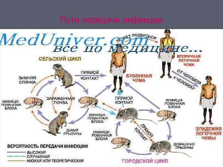 Пути передачи инфекции 