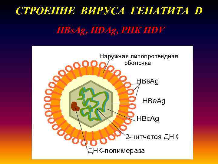 СТРОЕНИЕ ВИРУСА ГЕПАТИТА D HBs. Ag, HDAg, РНК HDV 