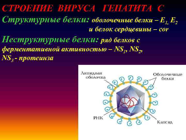 СТРОЕНИЕ ВИРУСА ГЕПАТИТА C Структурные белки: оболочечные белки – Е 1, Е 2 и