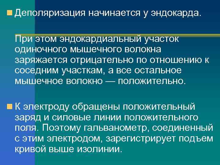 n Деполяризация начинается у эндокарда. При этом эндокардиальный участок одиночного мышечного волокна заряжается отрицательно