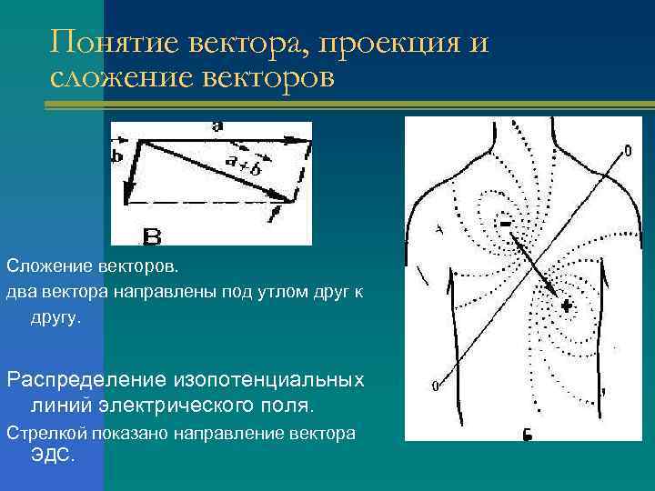 Понятие вектора, проекция и сложение векторов Сложение векторов. два вектора направлены под утлом друг