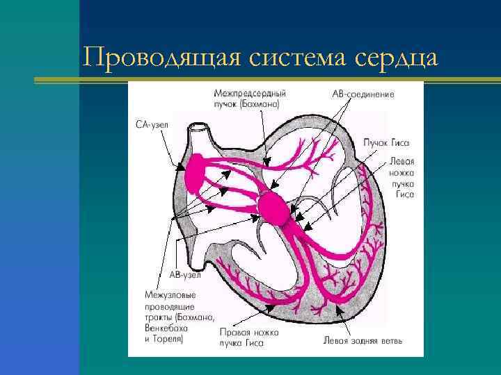Проводящая система сердца 