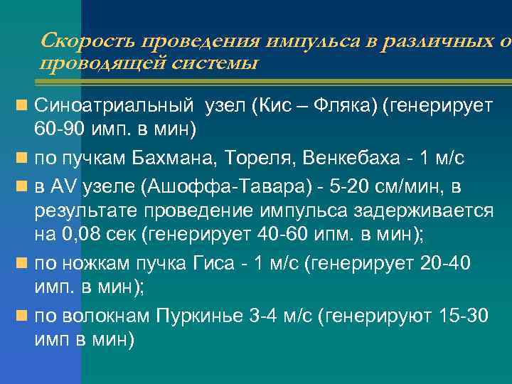 Скорость проведения импульса в различных от проводящей системы n Синоатриальный узел (Кис – Фляка)