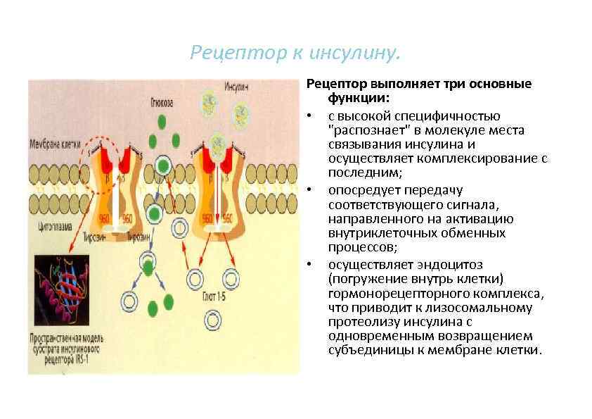 Рецептор к инсулину. Рецептор выполняет три основные функции: • с высокой специфичностью "распознает" в
