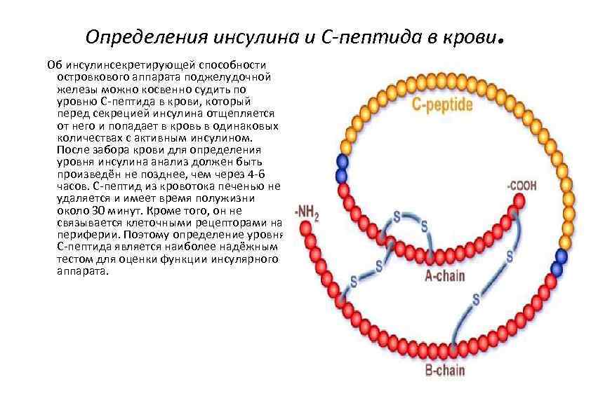 Определения инсулина и С-пептида в крови. Об инсулинсекретирующей способности островкового аппарата поджелудочной железы можно