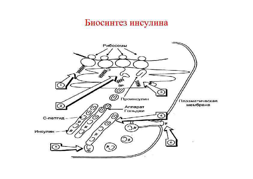 Биосинтез инсулина 