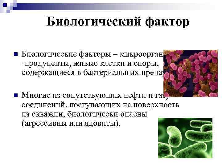 Биологические факторы воды. Биологические факторы продуценты. Бактерии продуценты. Живые клетки и споры содержащиеся в бактериальных препаратах это. Биологические факторы картинки.