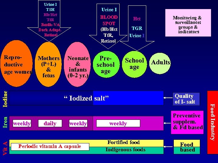 Urine I TSH Hb/Hct Tf. R Bmilk-VA Dark Adapt. Retinol Iron Vit A BLOOD