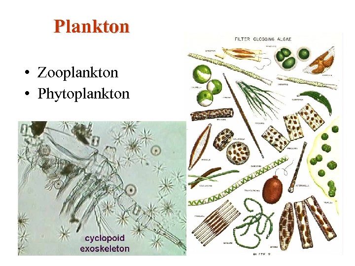 Plankton • Zooplankton • Phytoplankton 