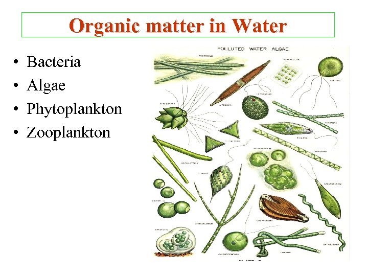 Organic matter in Water • • Bacteria Algae Phytoplankton Zooplankton 