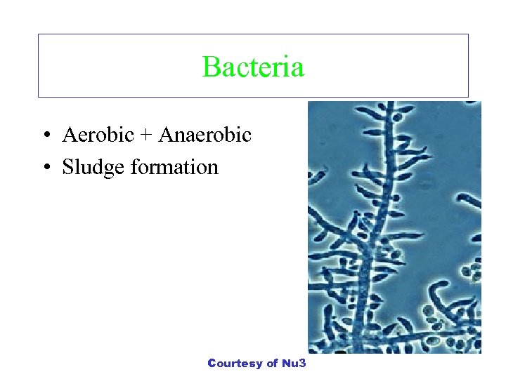 Bacteria • Aerobic + Anaerobic • Sludge formation Courtesy of Nu 3 