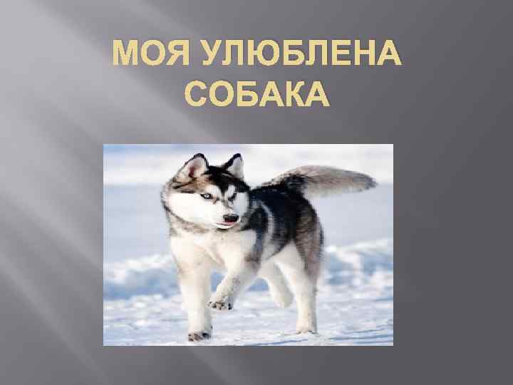 МОЯ УЛЮБЛЕНА СОБАКА 