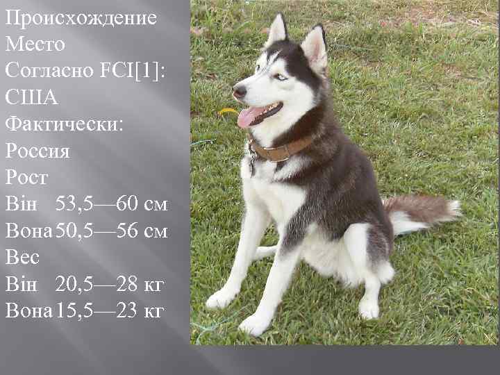 Происхождение Место Согласно FCI[1]: США Фактически: Россия Рост Він 53, 5— 60 см Вона