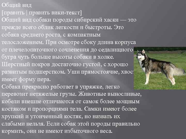 Общий вид [править | править вики-текст] Общий вид собаки породы сибирский хаски — это