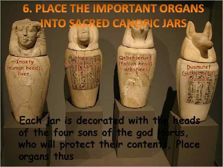 Imsety (human head): liver Hapy (baboon head): lungs Qebehsenuef (falcon head): intestines Duamutef (jackal