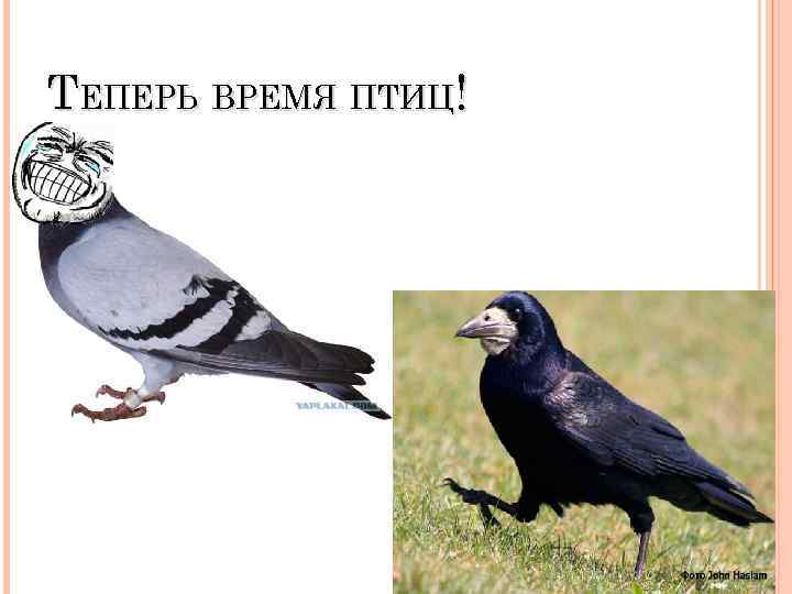 ТЕПЕРЬ ВРЕМЯ ПТИЦ! 