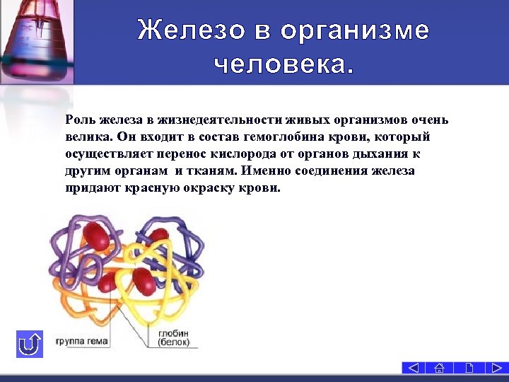 Железо в организме человека. Роль железа в жизнедеятельности живых организмов очень велика. Он входит