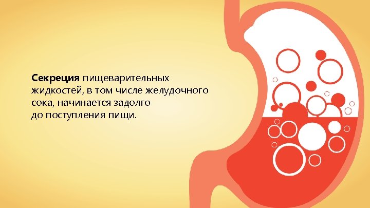 Cекреция пищеварительных жидкостей, в том числе желудочного сока, начинается задолго до поступления пищи. 