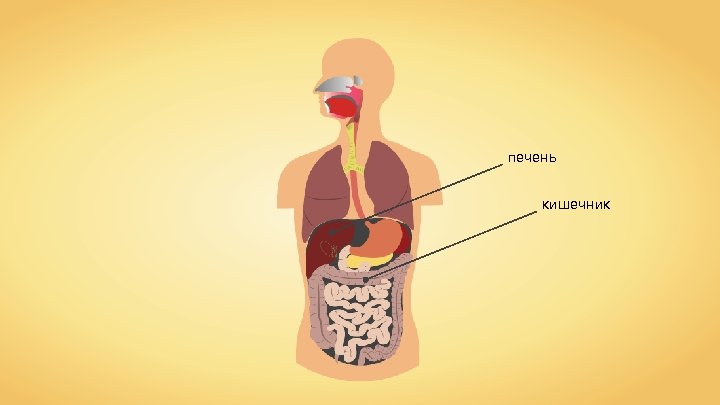 печень кишечник 