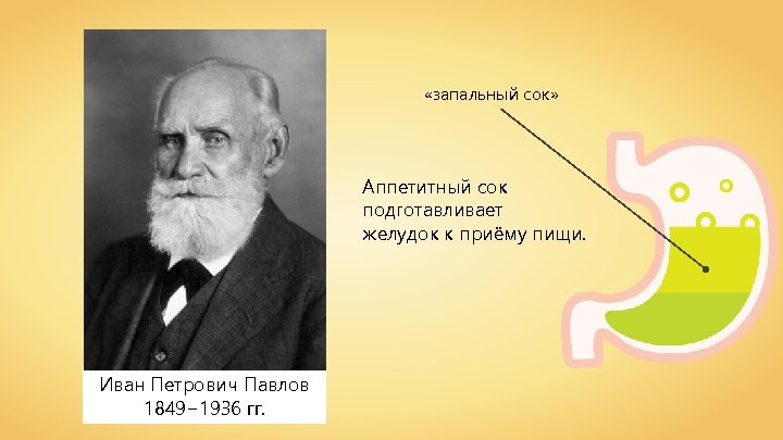  «запальный сок» Аппетитный сок подготавливает желудок к приёму пищи. Иван Петрович Павлов 1849‒