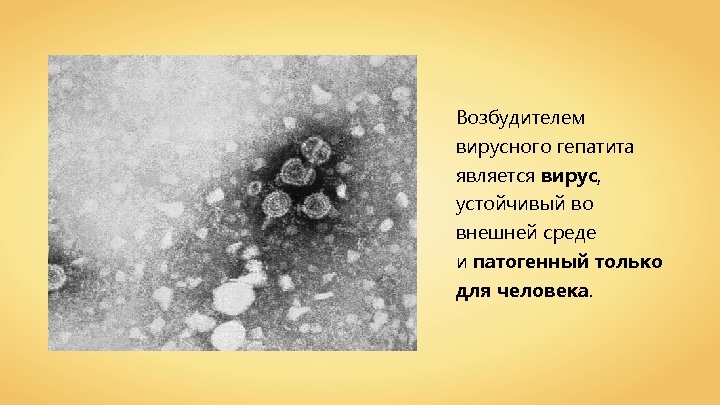 Возбудителем вирусного гепатита является вирус, устойчивый во внешней среде и патогенный только для человека.