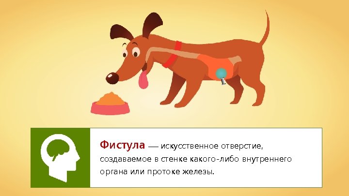 Фистула —– искусственное отверстие, создаваемое в стенке какого-либо внутреннего органа или протоке железы. 