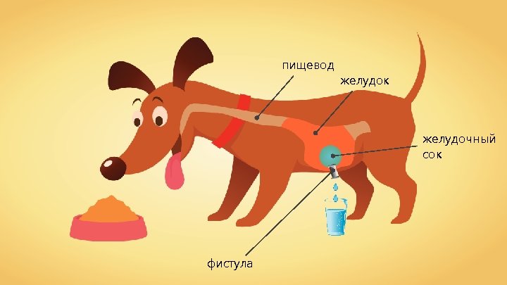 пищевод желудок желудочный сок фистула 