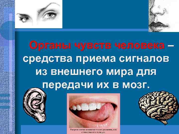 Органы чувств человека – средства приема сигналов из внешнего мира для передачи их в