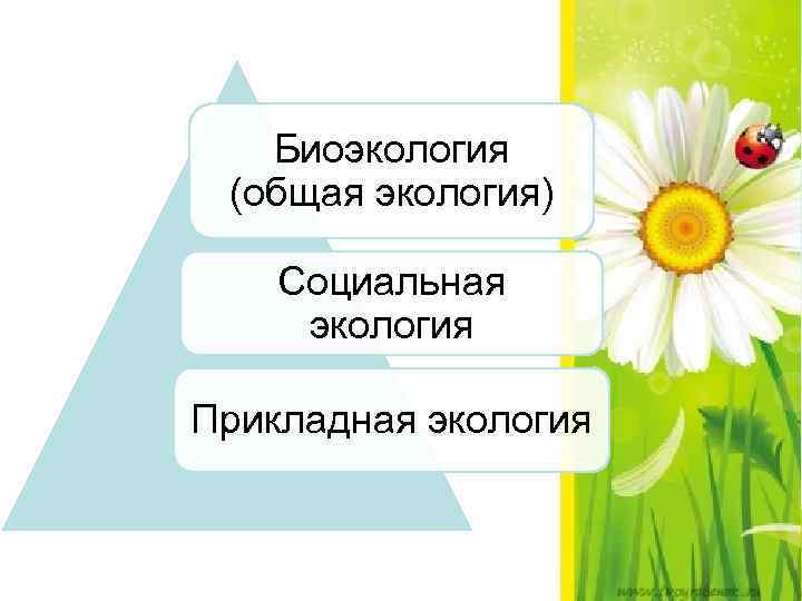 Биоэкология (общая экология) Социальная экология Прикладная экология 
