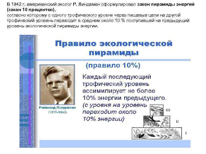 В 1942 г. американский эколог Р. Линдеман сформулировал закон пирамиды энергий (закон 10 процентов),